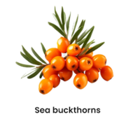 seabuckthorns